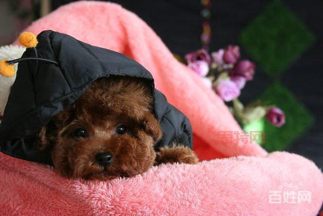 茶杯泰迪熊：可爱外表，忠诚性格，家庭伴侣犬的不二之选