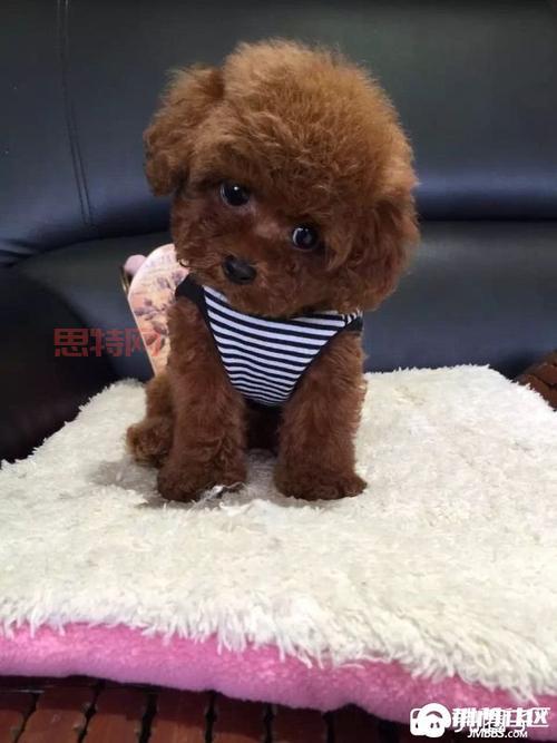 茶杯泰迪熊：可爱外表，忠诚性格，家庭伴侣犬的不二之选