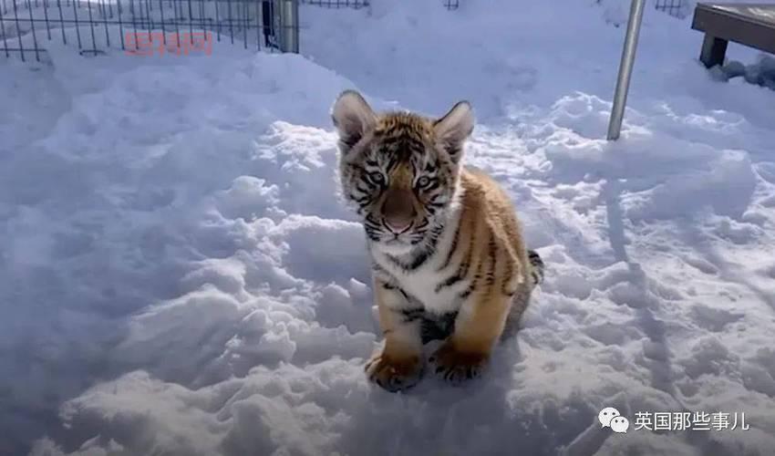 迷你寒冰虎技能详解：变身老虎，战斗更强！