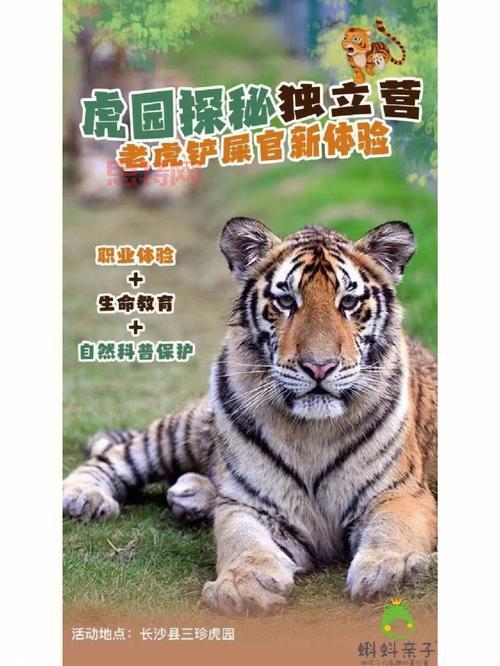 迷你寒冰虎技能详解：变身老虎，战斗更强！