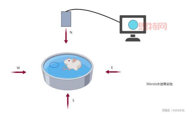 迷宫解锁:笑声与智力的完美结合