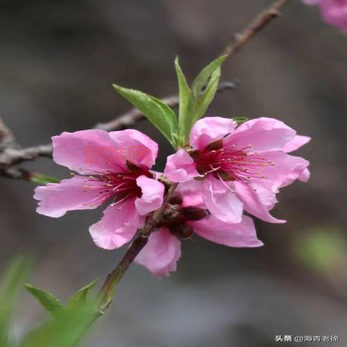 桃花视频直播免费下载：高清画质，流畅体验！