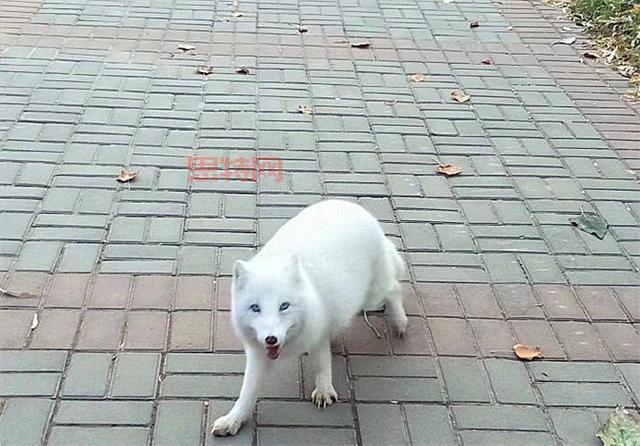 男子投喂白狐后被引见给同伴,山林邂逅温馨瞬间