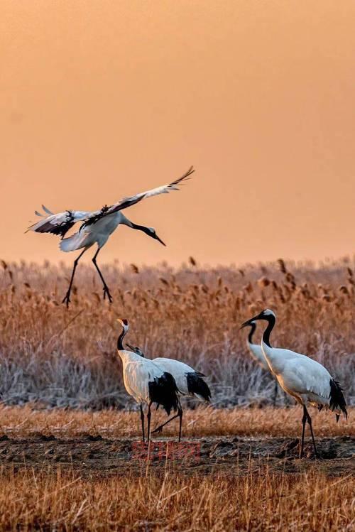 探索丹顶鹤的丹顶:到底指哪里?