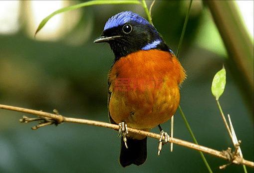 探索鸟类名称:从麻雀到鹦鹉的完整指南