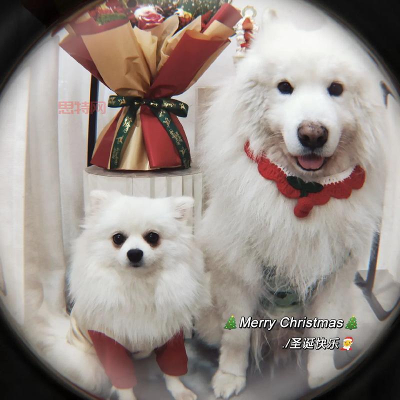 圣诞萌宠礼盒：如何获得乘雪橇的叮叮？