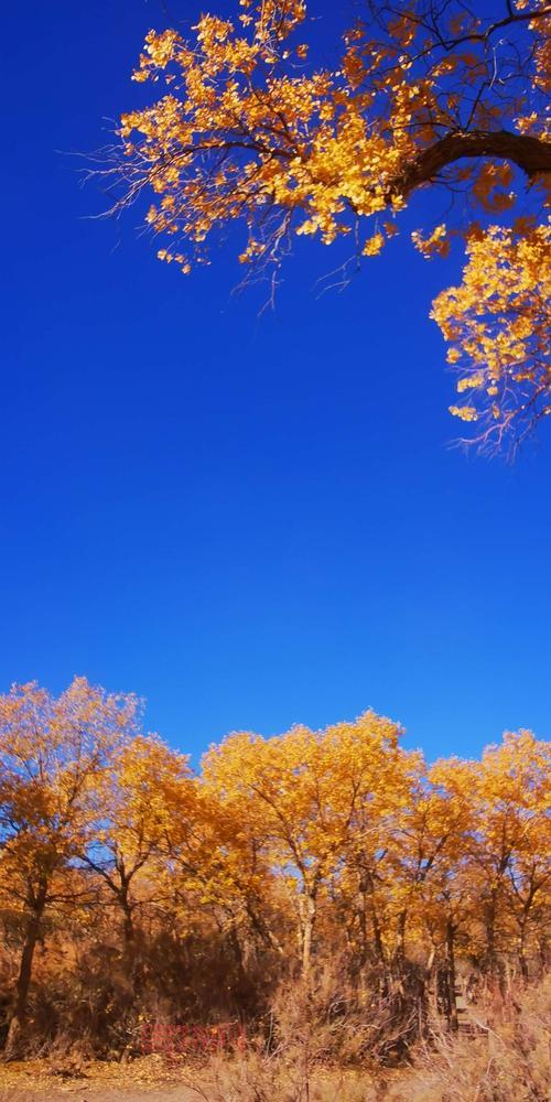 半条命3发售推测与真相：粉丝等待已久的究竟何时到来？