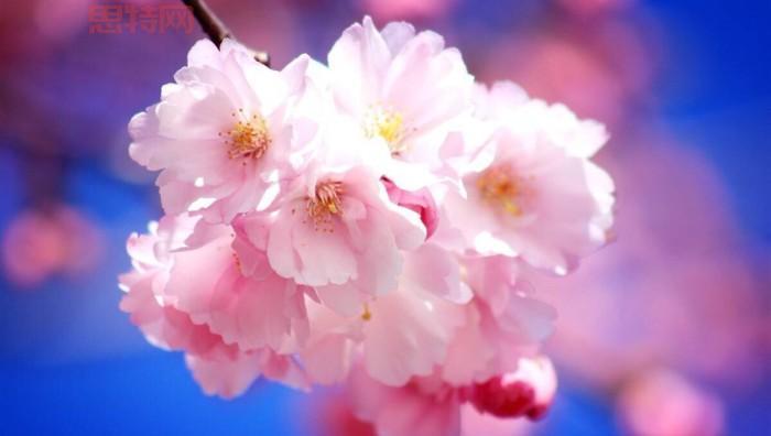 樱花知识大全：你知道多少关于樱花的小秘密？