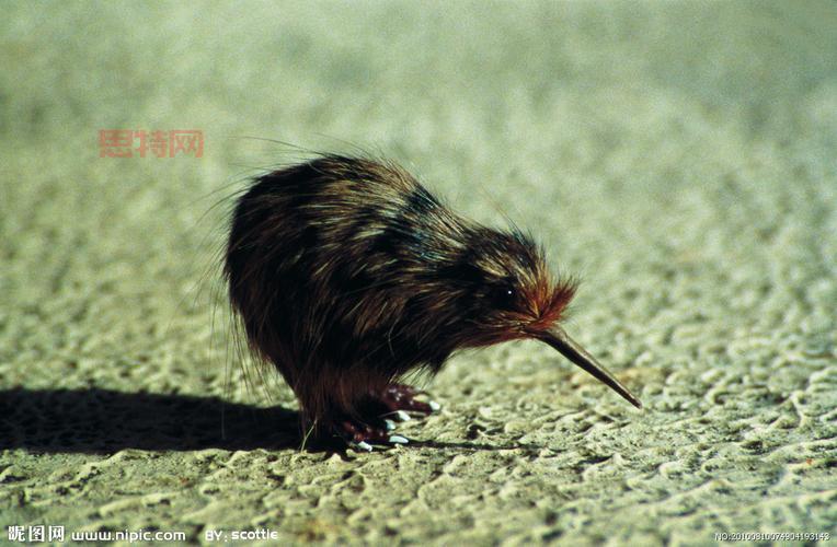 少无翼鸟解析:探索无翼鸟的象征与深意