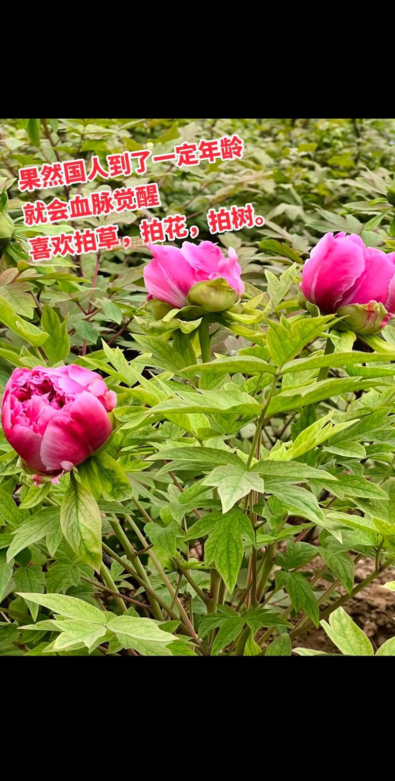 巴哈姆特之血游戏攻略：如何快速获取血脉觉醒材料