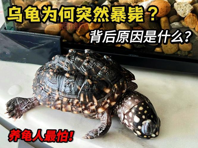 最强蜗牛乌龟怎么触发?新手必看乌龟触发攻略!