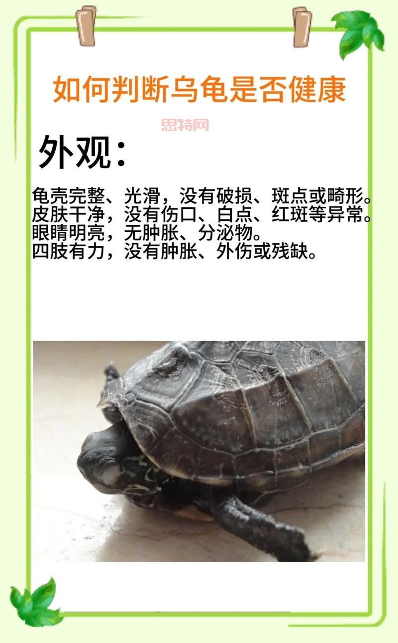 最强蜗牛乌龟怎么触发?新手必看乌龟触发攻略!