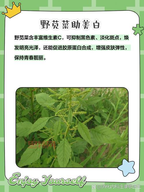 探索星木的神奇功效与传统用途