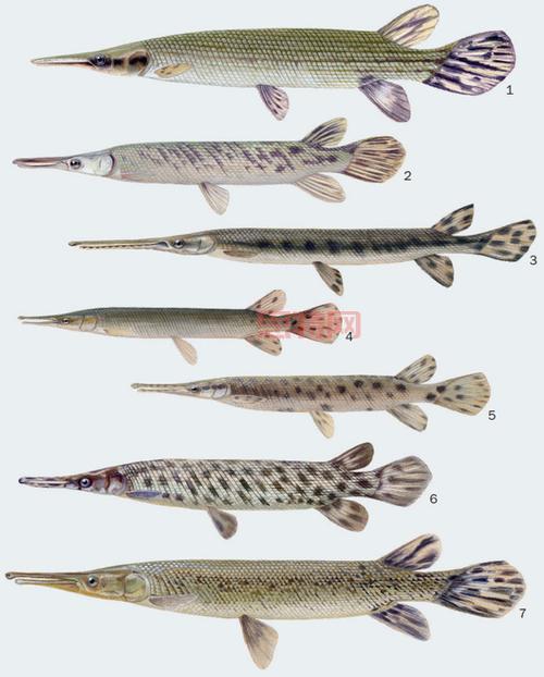 捕手用猪腰花3分钟钓1条鳄雀鳝