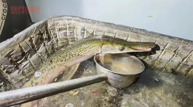 捕手用猪腰花3分钟钓1条鳄雀鳝