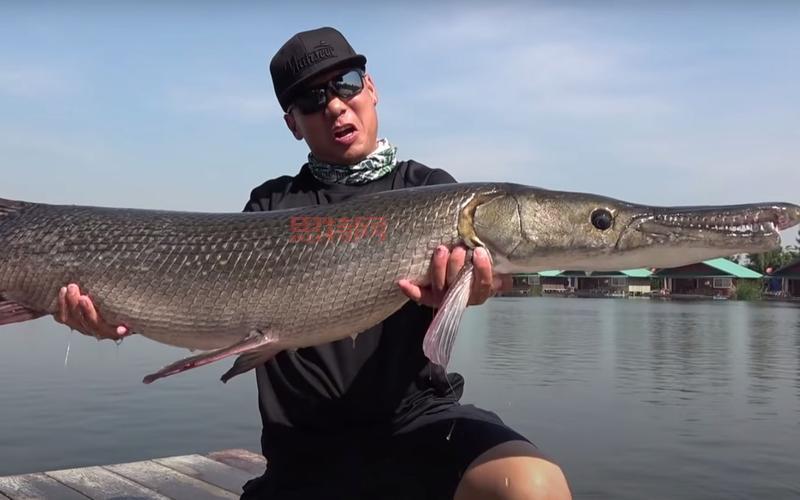 捕手用猪腰花3分钟钓1条鳄雀鳝