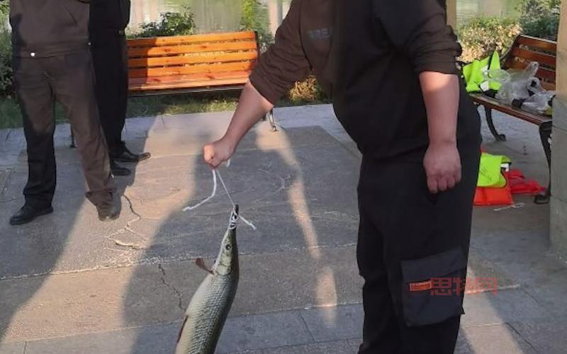 捕手用猪腰花3分钟钓1条鳄雀鳝