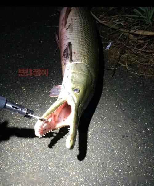 捕手用猪腰花3分钟钓1条鳄雀鳝