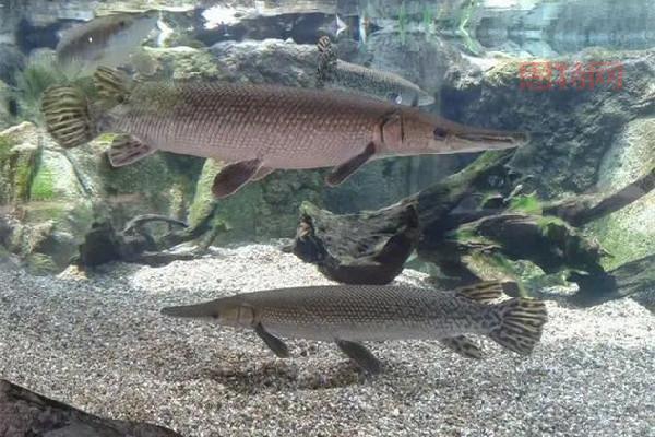 捕手用猪腰花3分钟钓1条鳄雀鳝