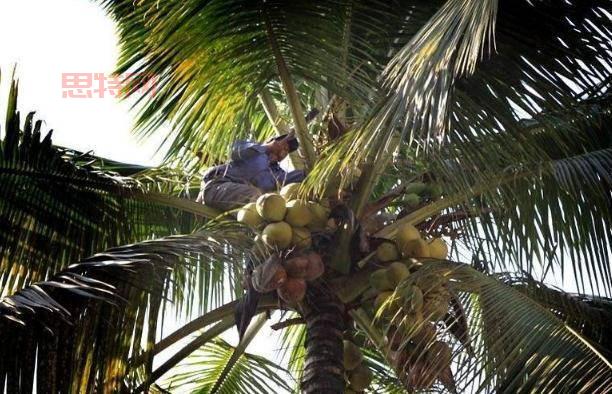 抢椰子风波：为何一颗椰子能引发踩踏事件？