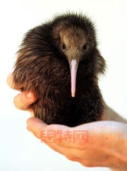 无翼鸟 库:免费获取独家资源