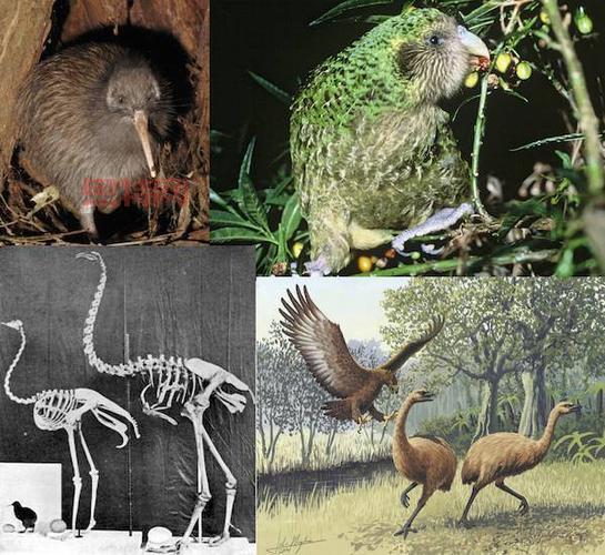 无翼鸟 库:免费获取独家资源