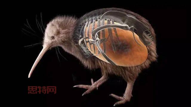 无翼鸟欲望:一只无翼鸟的飞翔梦想与追求