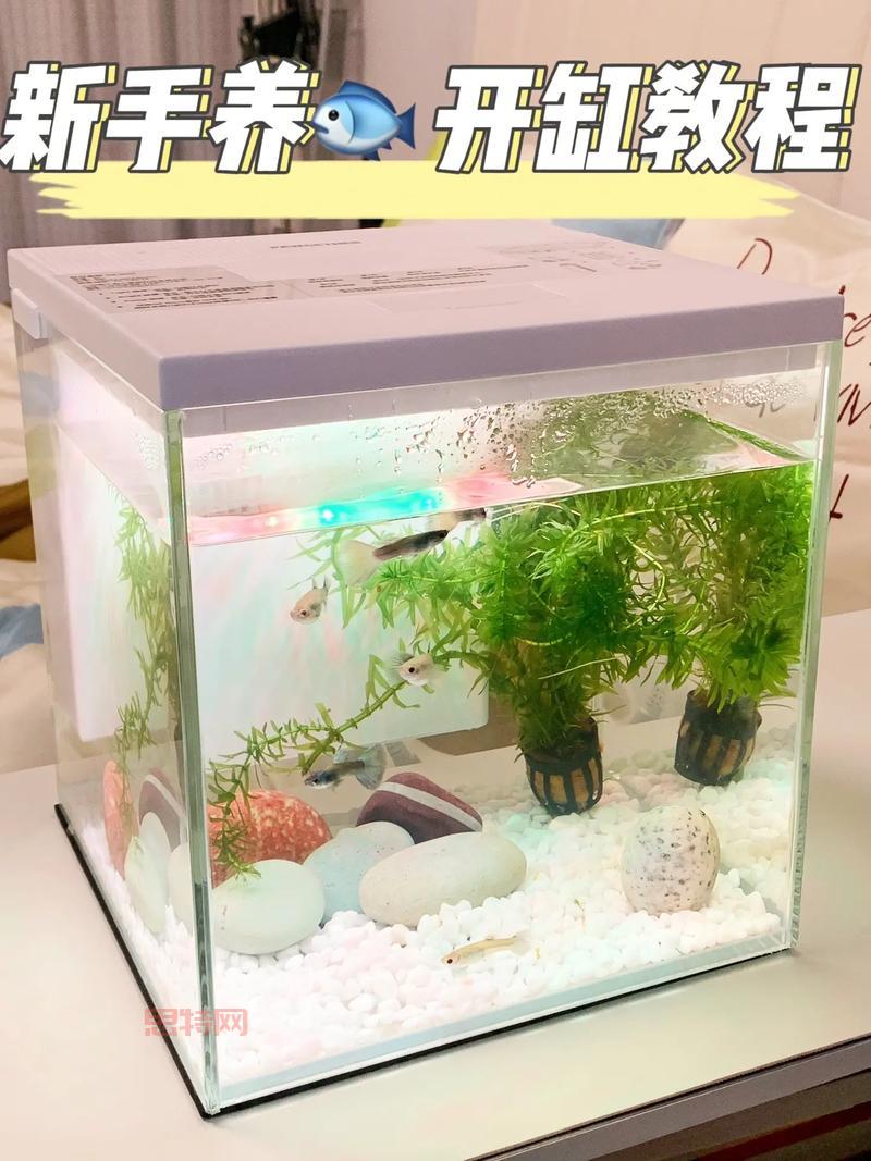 怪怪水族箱攻略:养鱼赚钱,商店宠物蛋攻略