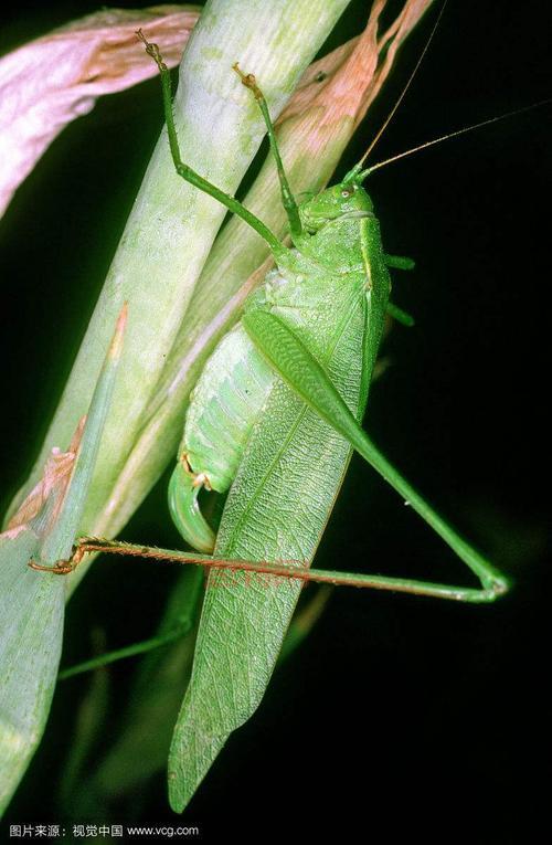 纺织娘是什么昆虫？全面解析纺织娘的特征与习性