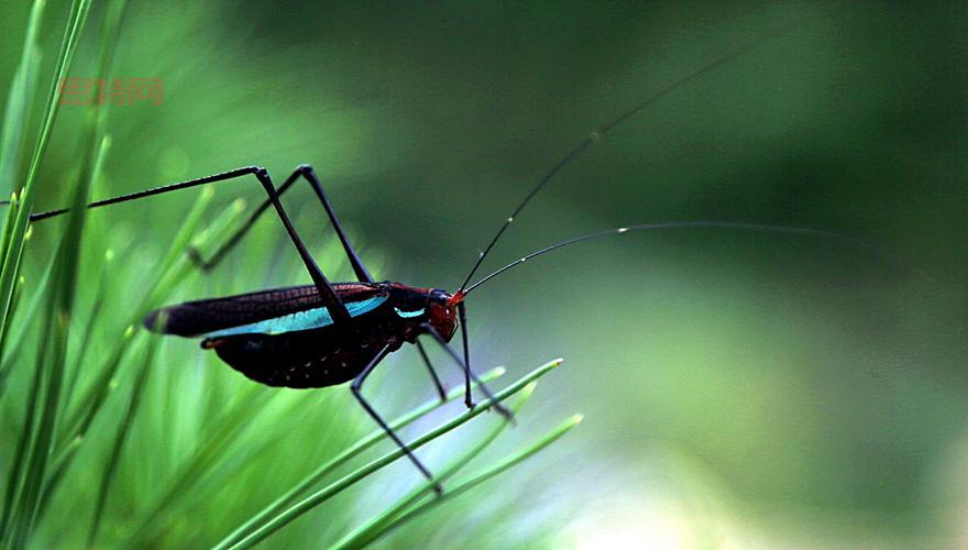 纺织娘是什么昆虫？全面解析纺织娘的特征与习性