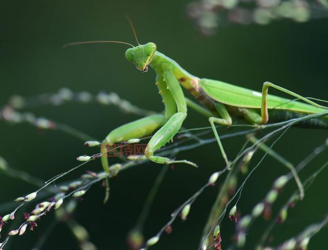 怎样驯服一只螳螂？完整攻略及实用技巧