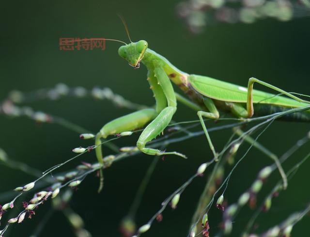 怎样驯服一只螳螂？完整攻略及实用技巧