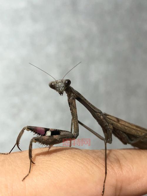 怎样驯服一只螳螂？完整攻略及实用技巧