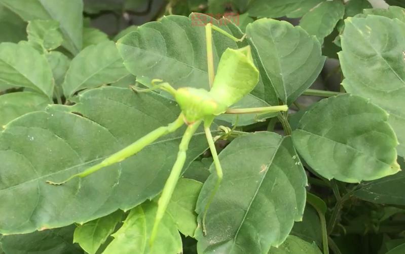 怎样驯服一只螳螂？完整攻略及实用技巧