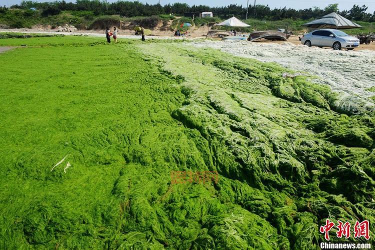 浒苔是什么？揭秘浒苔的生活史及应用价值