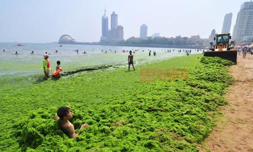 浒苔是什么?揭秘浒苔的生活史及应用价值