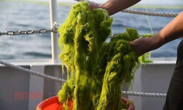 浒苔是什么?揭秘浒苔的生活史及应用价值