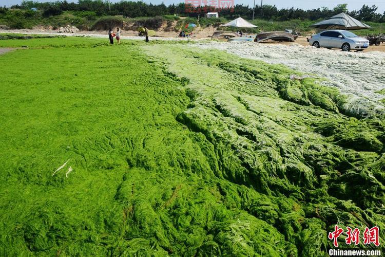 浒苔是什么?揭秘浒苔的生活史及应用价值