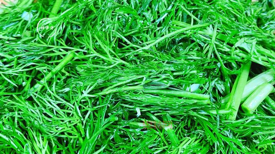 你知道吗?茴香含盐量竟然比生菜高,是真的吗?
