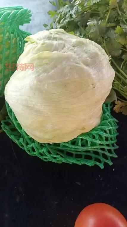你知道吗?茴香含盐量竟然比生菜高,是真的吗?