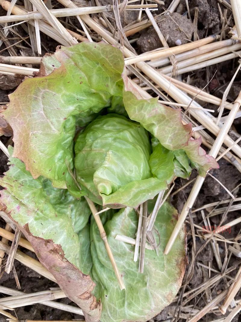 你知道吗?茴香含盐量竟然比生菜高,是真的吗?