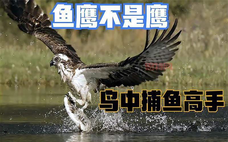 深海捕鱼技巧分享:这样做才能成为捕鱼高手!