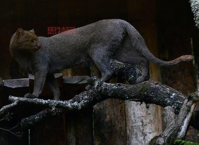 山狮简介:美洲狮的栖息地与生存挑战