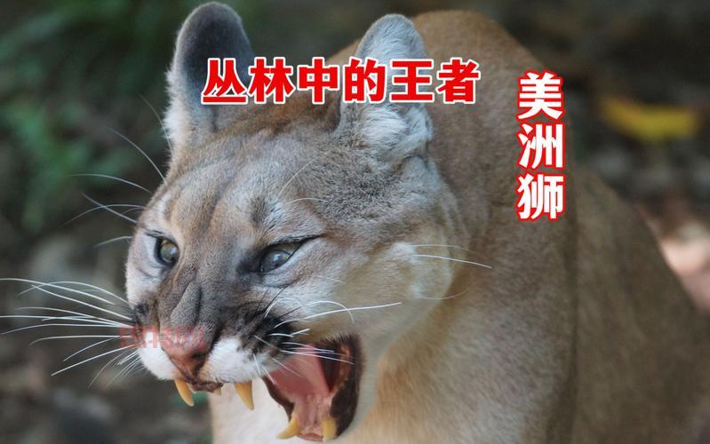 山狮简介:美洲狮的栖息地与生存挑战