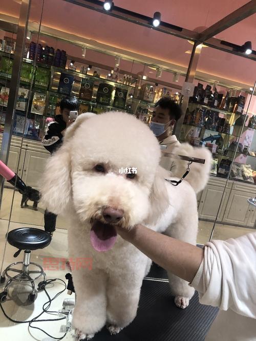 探索伊利亚的宠物手册:宠物健康与训练秘籍