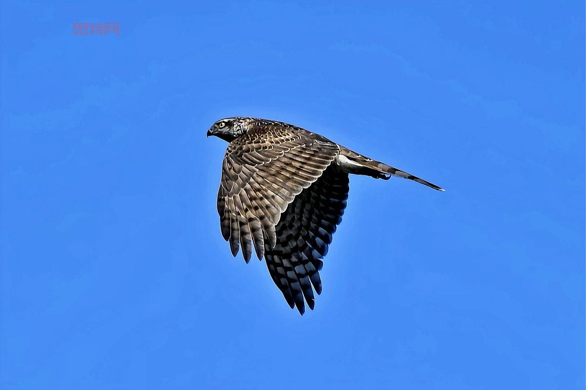 杀手苍鹰是啥鸟?这种鹰厉害吗?看完你就知道了!