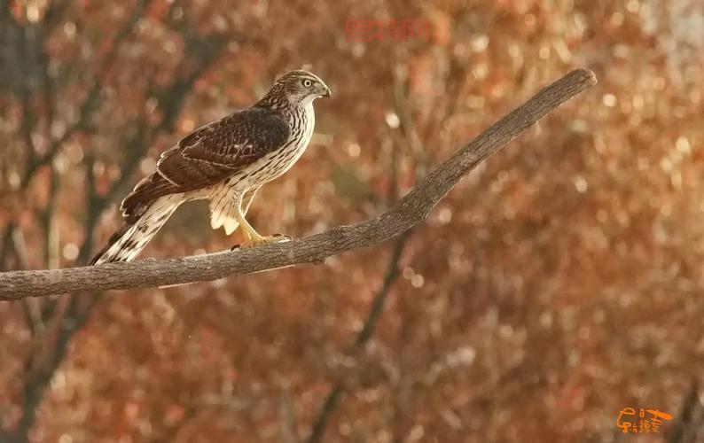 杀手苍鹰是啥鸟?这种鹰厉害吗?看完你就知道了!