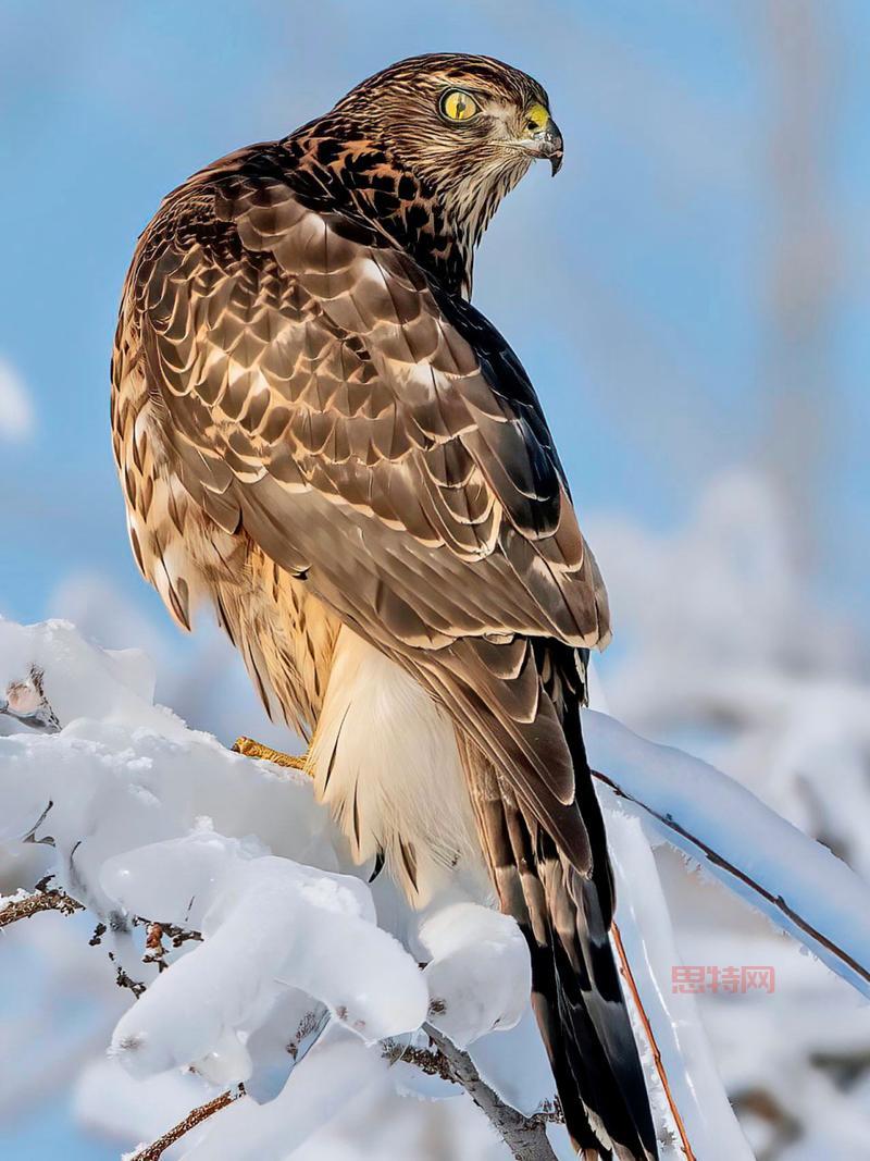 杀手苍鹰是啥鸟?这种鹰厉害吗?看完你就知道了!