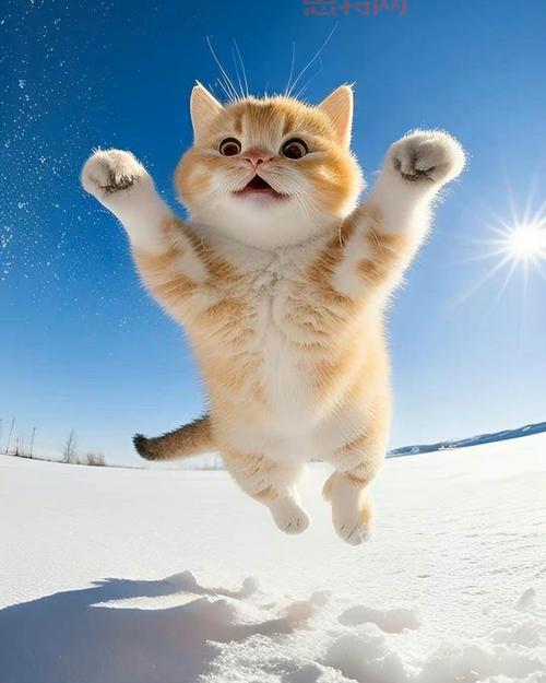 猫扑炫图都看啥？各种搞笑创意图片应有尽有！