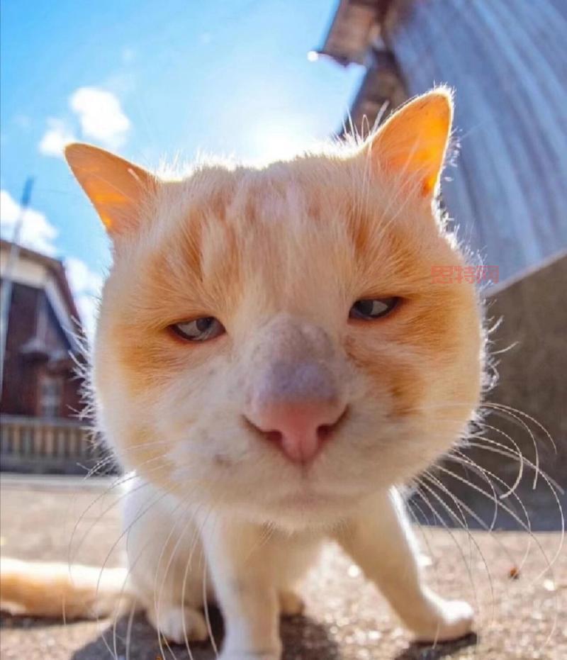 猫扑炫图都看啥？各种搞笑创意图片应有尽有！